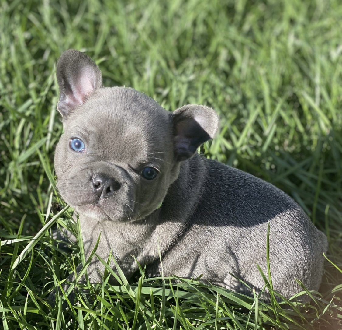 past litters/blue bell graduates - Blue Bell French Bulldogs of Central ...