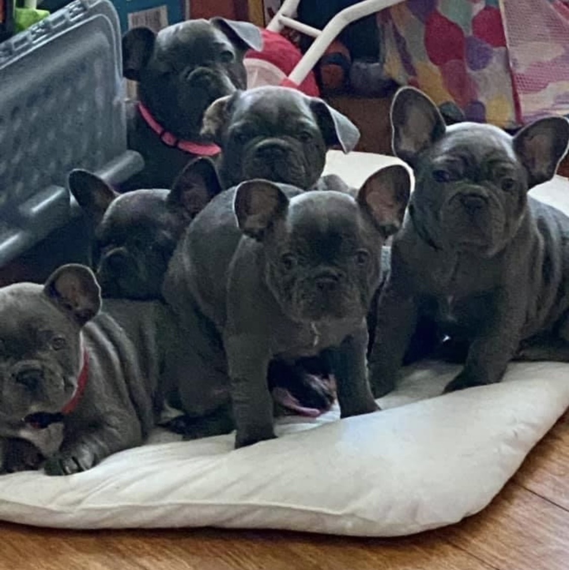 current litters - Blue Bell French Bulldogs of Central Kentucky